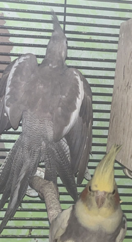 Cockatiel – Cockatiels