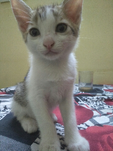 kittens for free adoption