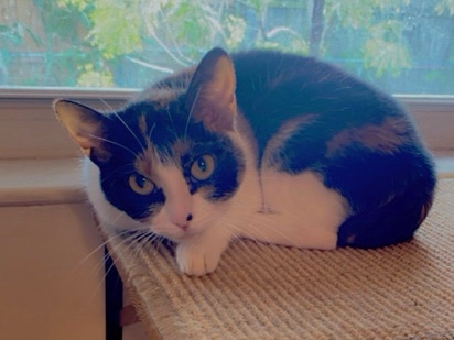 Please adopt me – Oakland Park