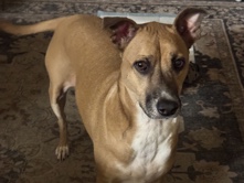 Boxer – New home for Sunday – Tucson
