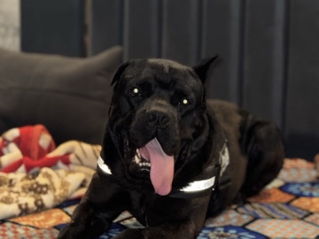 Cane Corso – Came corso – Kharar