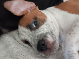 Friendly 10-Week-Old Puppy Available in Tacoma – Tacoma