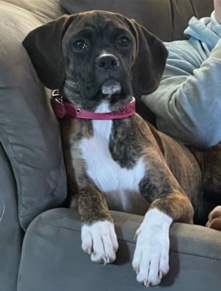Boxer – boxer mix female