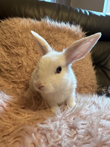 Lionhead – 3 boy bunny need homes