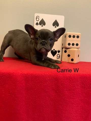 French Bulldog – French bulldogs