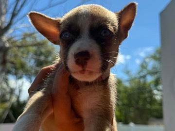 American Pit Bull Terrier – Pitbull mix husky – Saint Cloud