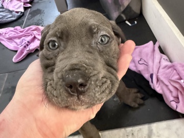 Cane Corso – cane corso – Newington