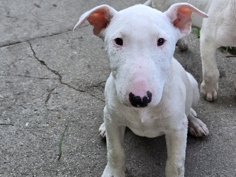 Bull Terrier – Bull Terrier Boy – Norwalk