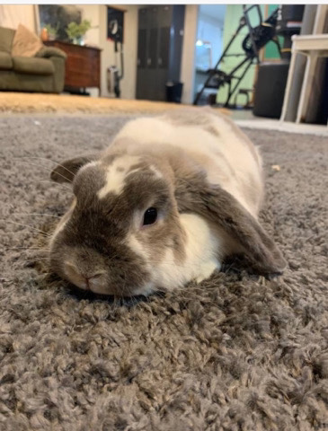 bunny & cage