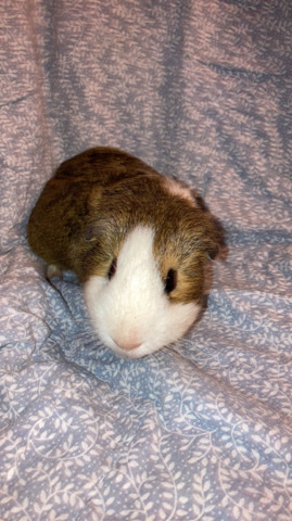 male guinea pig