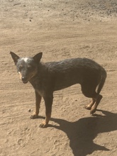 Queensland Heeler
