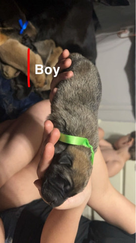 German Shepherd – German shepherd puppies