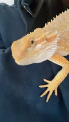 yellow bearded dragon