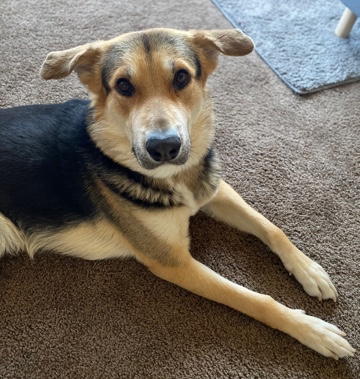 German Shepherd – German Shepherd