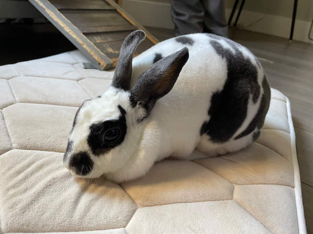 Mini Rex – Pet Rabbit needing a New Home