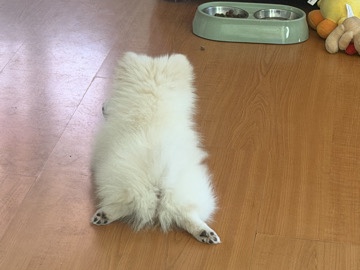 Pomeranian – • White Pomeranian Puppy for Sale – Smithfield