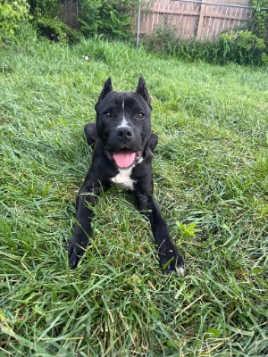 American Staffordshire Terrier – Looking for a new home for our sweet girl May – Milwaukee