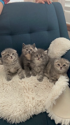 Scottish Fold – scottish kittens