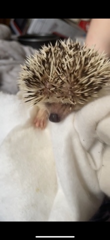 hedgehog – hedgehog for sale