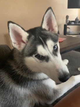 Siberian Husky – husky puppy for sale
