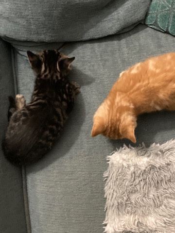 Russian White, Black and Tabby – two tabby kittens