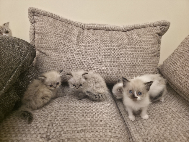 Ragdoll – Ragdoll Kittens – Dubai