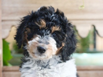 Poodle – Bernedoodle – Sutter
