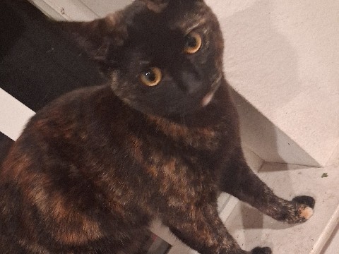 kitty – Fresno