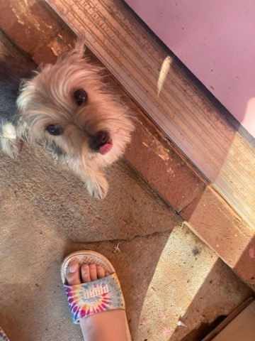 Maltese – Designer breed, toy size