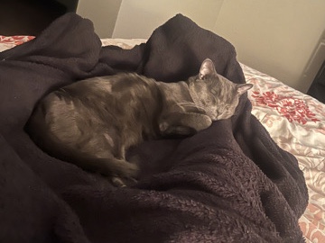 1 YR Male Cat – Atlanta