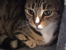 Russian White, Black and Tabby - beautiful cat looking for a new home available for adoption in Hitchin