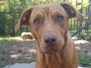 Rhodesian Ridgeback – Bruno & his mum need home(s) by Sept 14! URGENT – Fayetteville