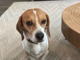 Beagle – Friendly 5-Year-Old Beagle Bruno Needs Loving Home – Braselton