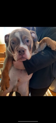 Olde English Bulldogge – male English bulldog puppy