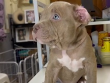 American Bulldog – XL AMERICAN BULLY – Dubai