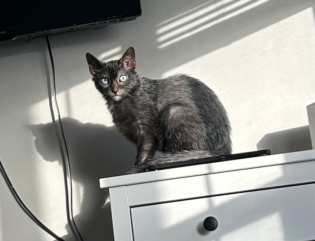 Lykoi – rehoming my lykoi cat. my fiancé is allergic