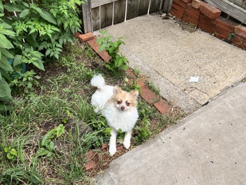 Rehoming Female Pomeranian