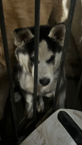 Siberian Husky – Baby Husky