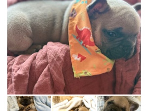 French Bulldog – Oliver – Mountain View
