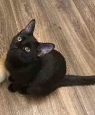 Bombay – Toothless needs new home .