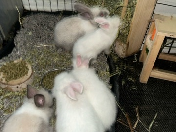 Lionhead – baby bunny needing rehome – Tampa