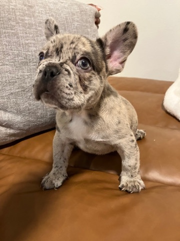 French Bulldog – Frenchy