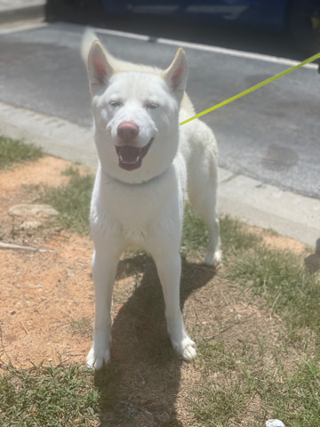 Siberian Husky – Rare all white Siberian Husky
