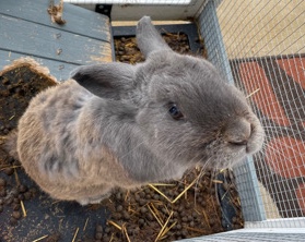 Bunny (Grey)
