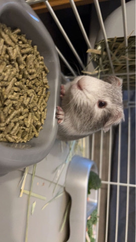 Any – Guinea pigs and cage
