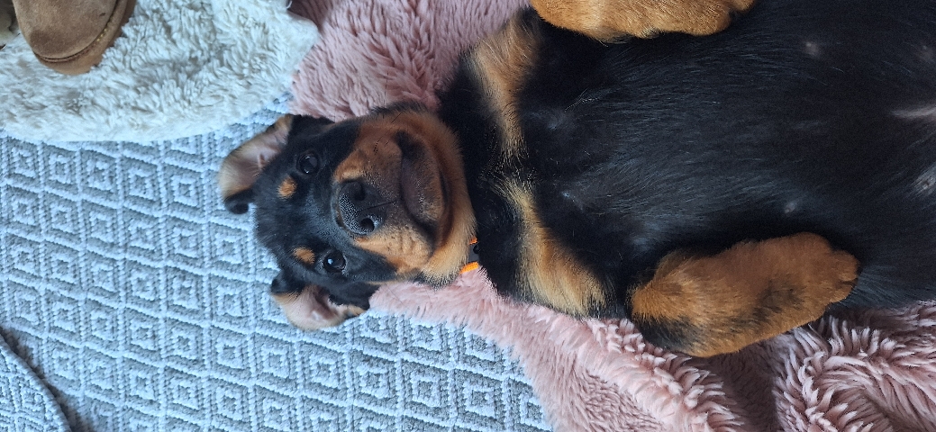 Rottweiler – rottweiler