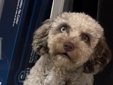 Cavapoo – Friendly Cavapoo Astrid - Available in Fort Washington – Washington