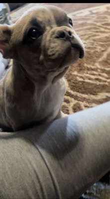French Bulldog – lilac fawn merle boy