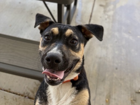 Labrador Retriever – DOG NEEDS NEW HOME – Moreno Valley