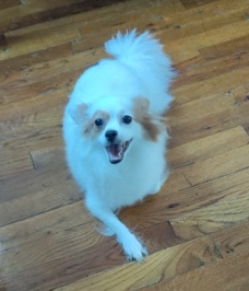 Papillon – papillon 4 sale